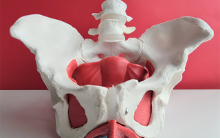 A picture of a model of the pelvis and associated muscles.